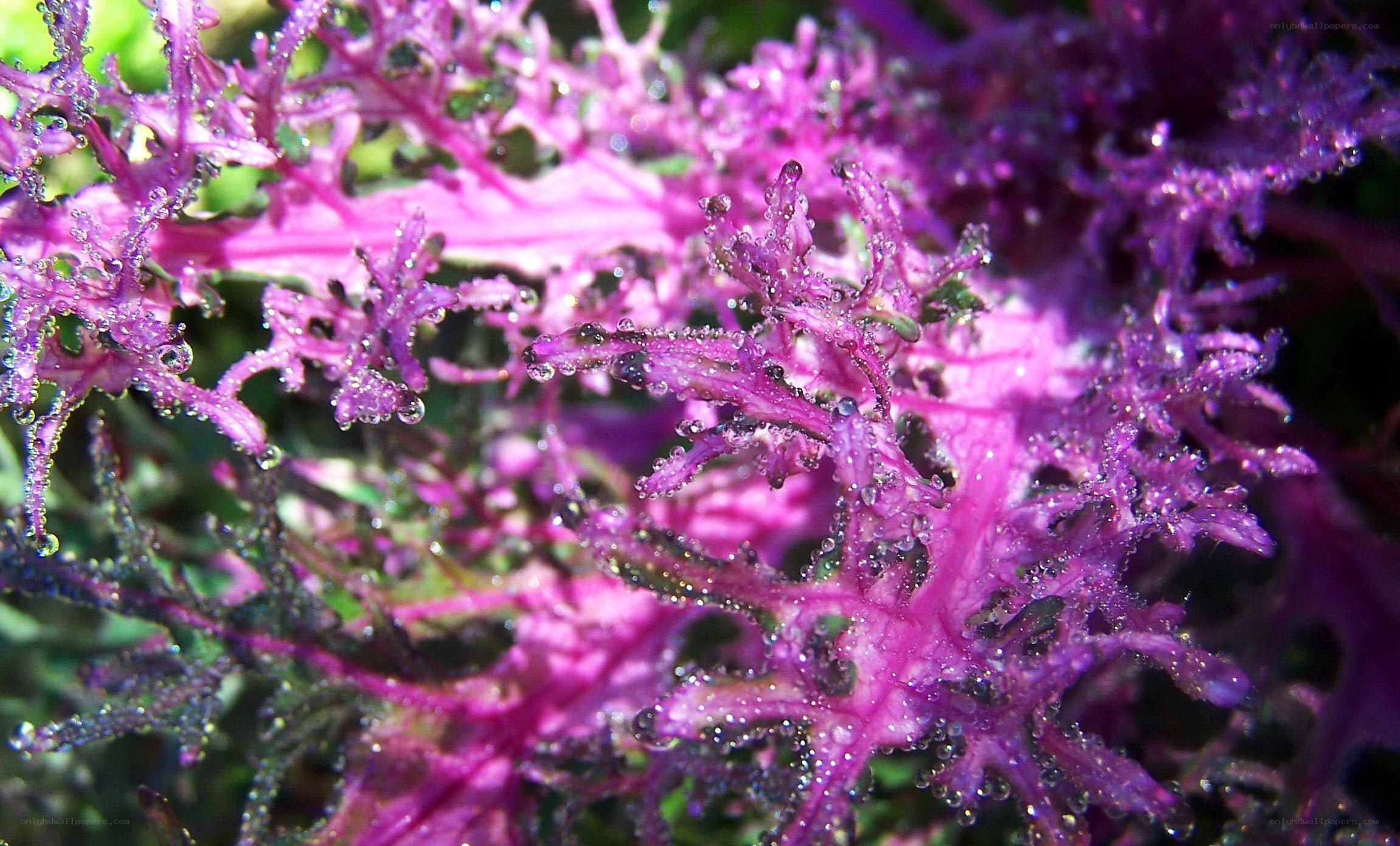 Purple kale with water droplets