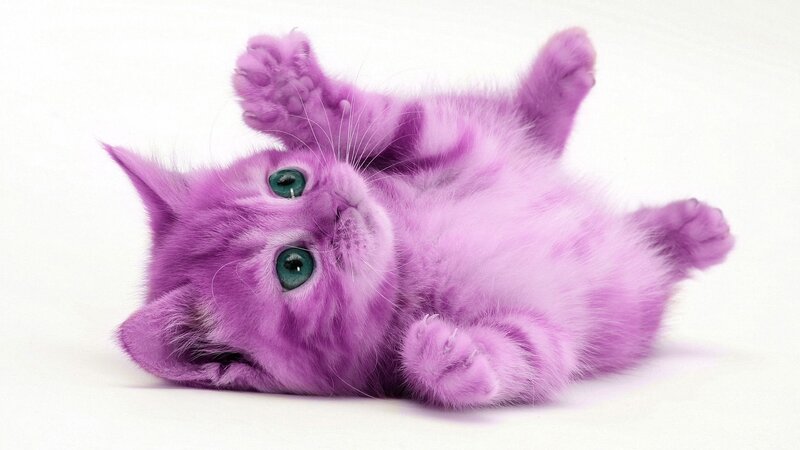 purple kitten on its back