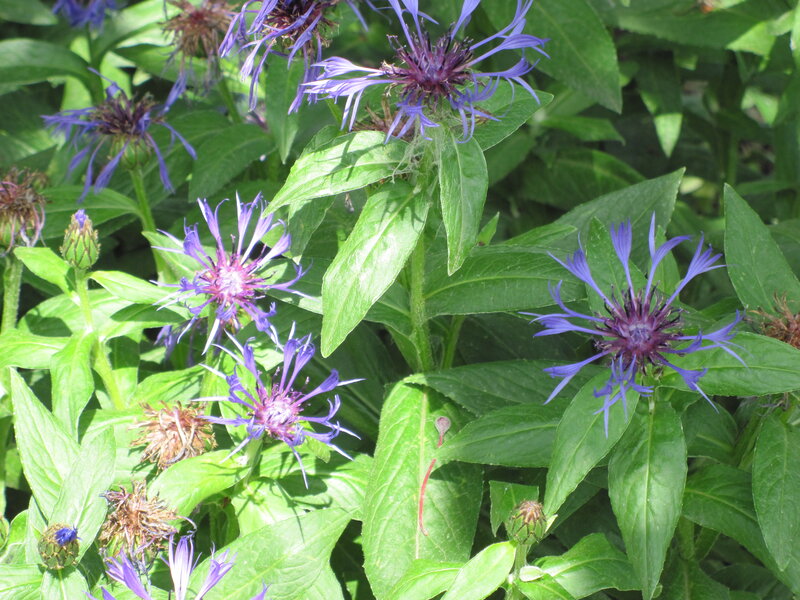 Purple Knapweed Flowers