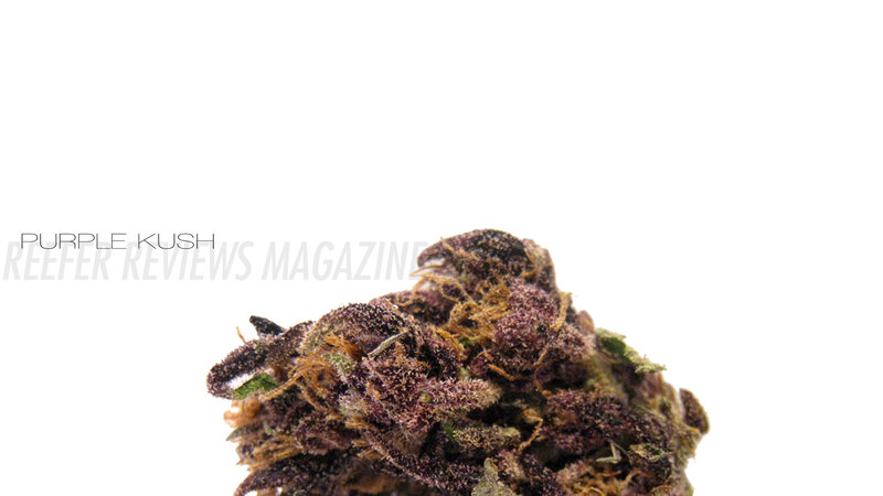 Purple Kush cannabis bud
