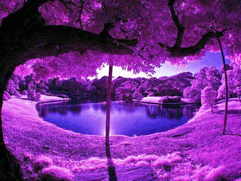 Purple Landscape with Pond — Serene
