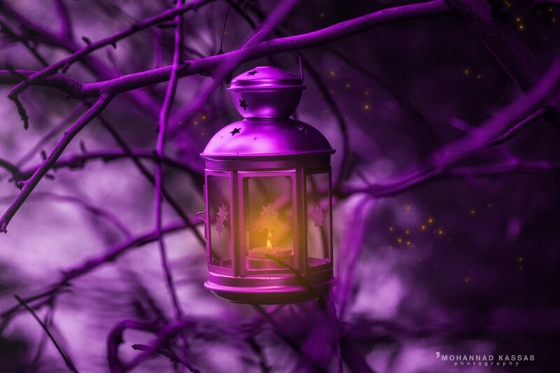Purple Lantern on Branch