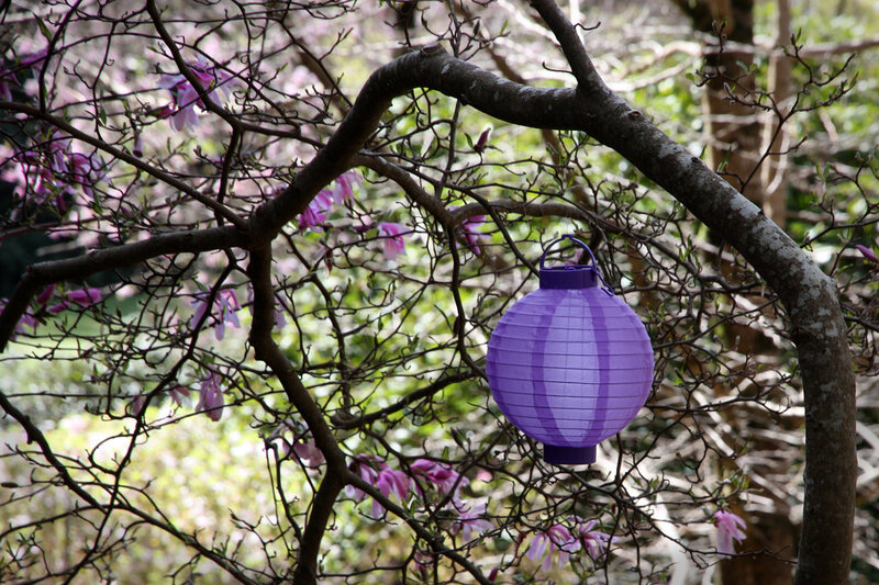 Purple Lantern on Tree