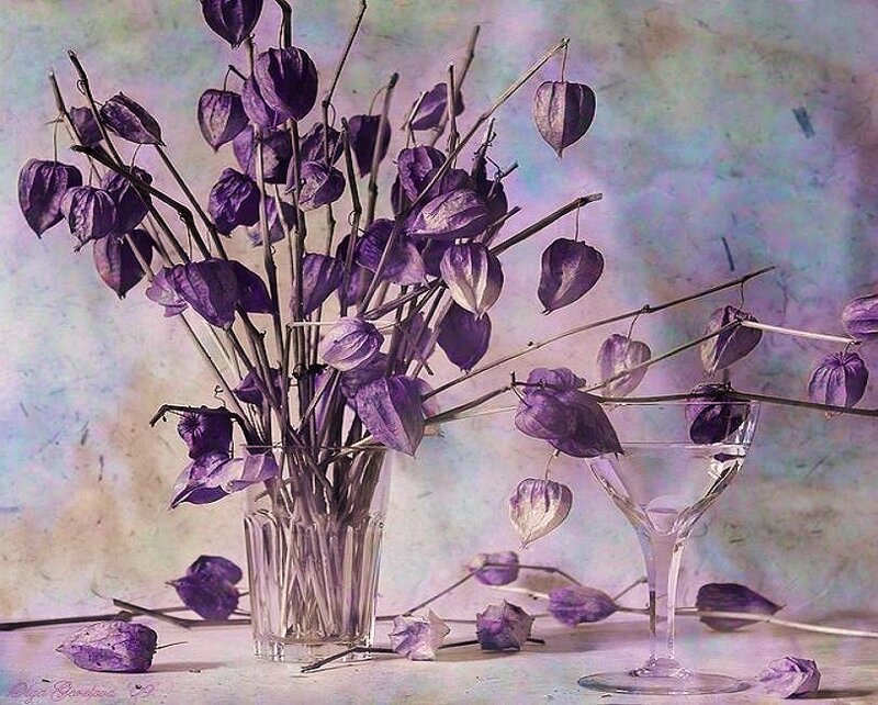 Purple lantern plants in a vase