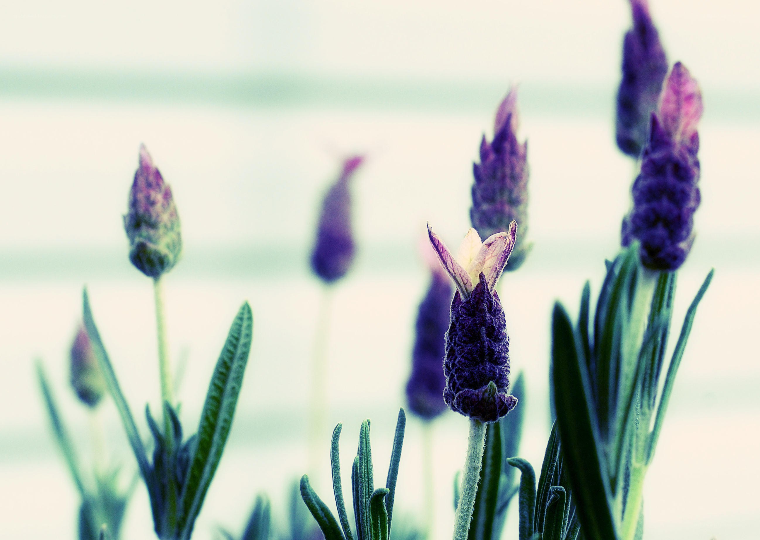 purple lavender buds in focus