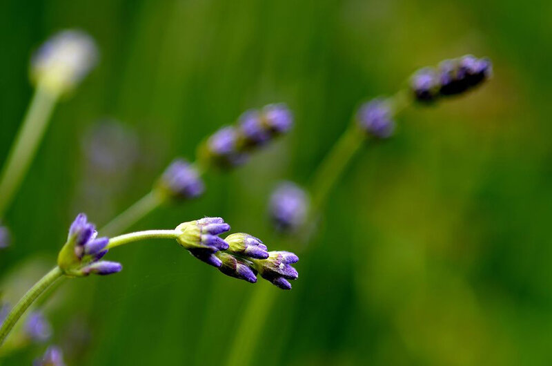 Purple Lavender Buds