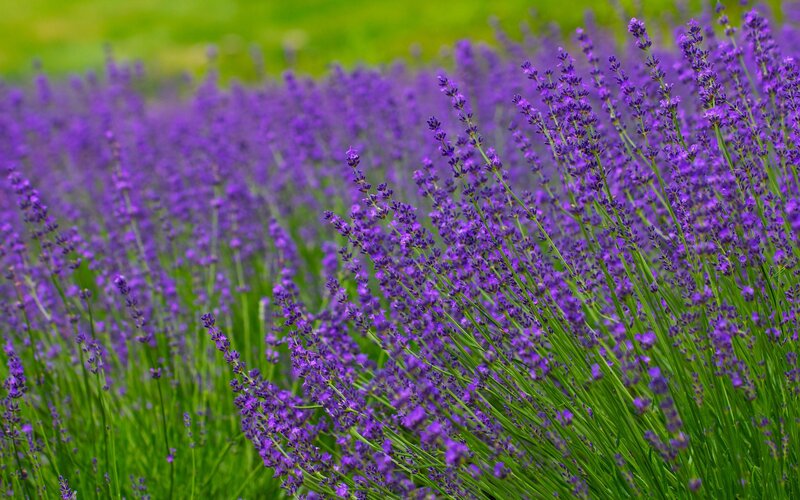 purple lavender field