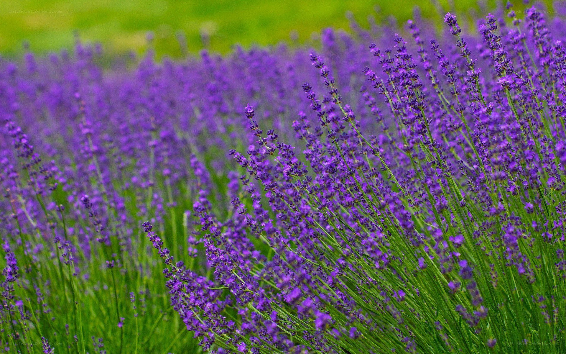 purple lavender field