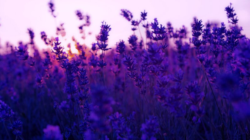 purple lavender field at sunset