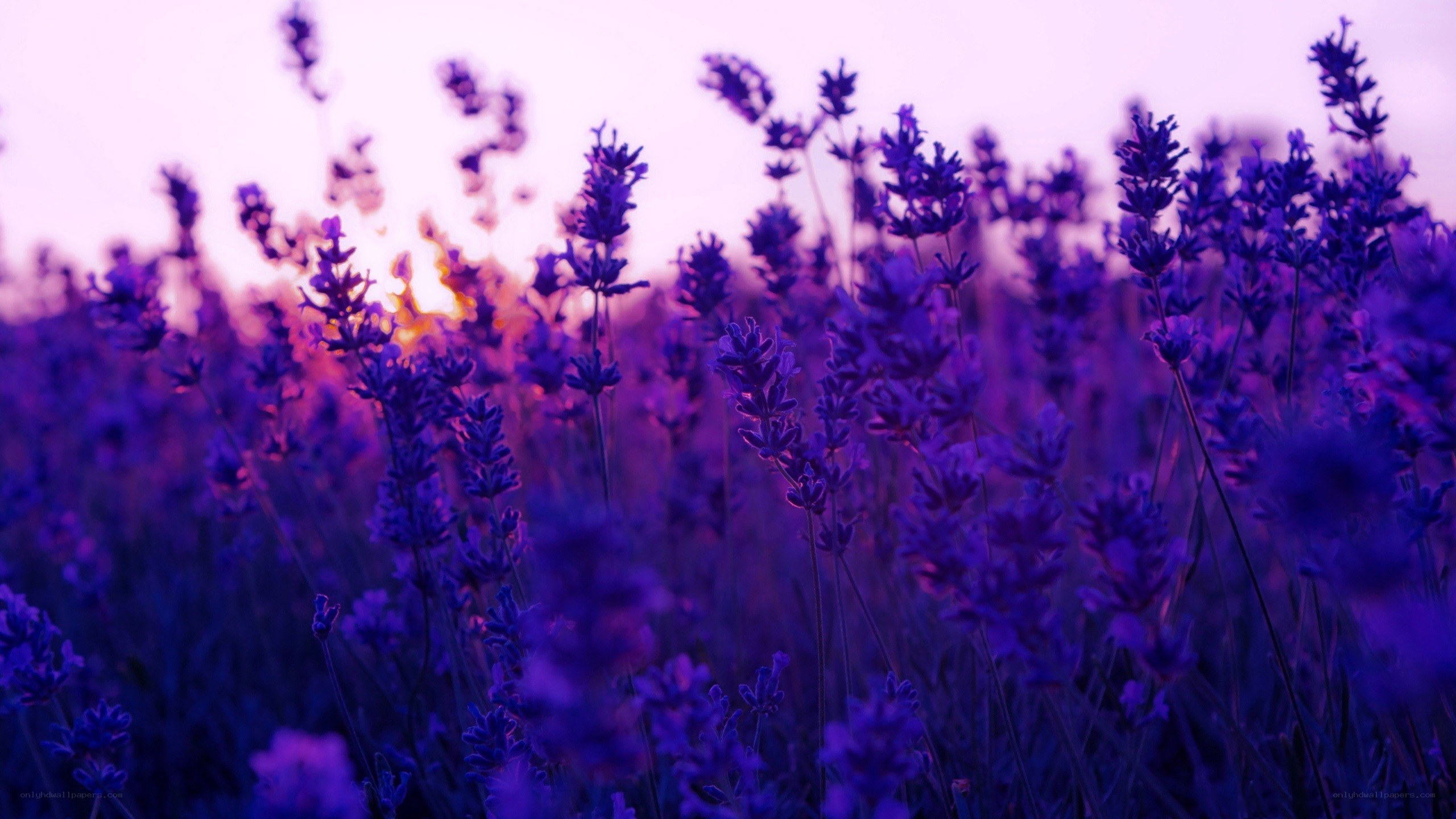 purple lavender field at sunset