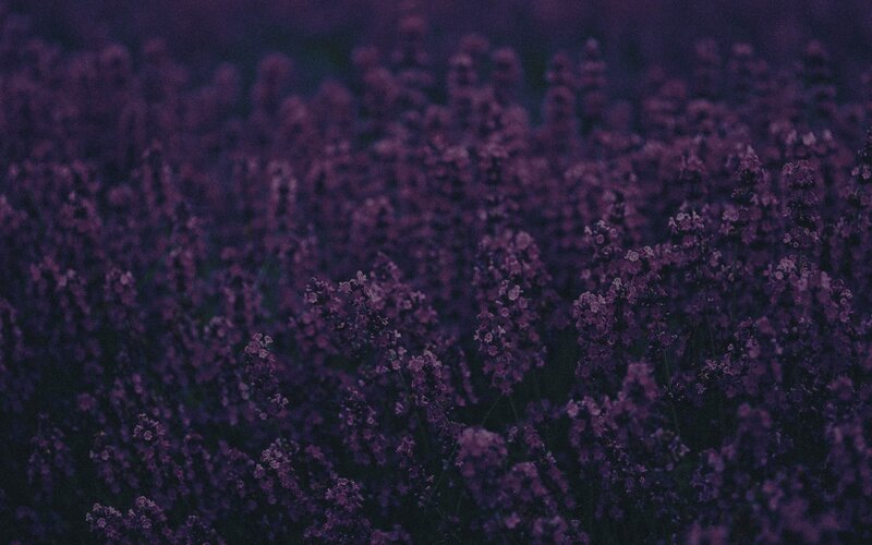 Purple Lavender Field — Serene, Night