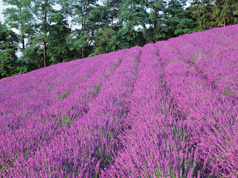 Purple Lavender Field — Serene