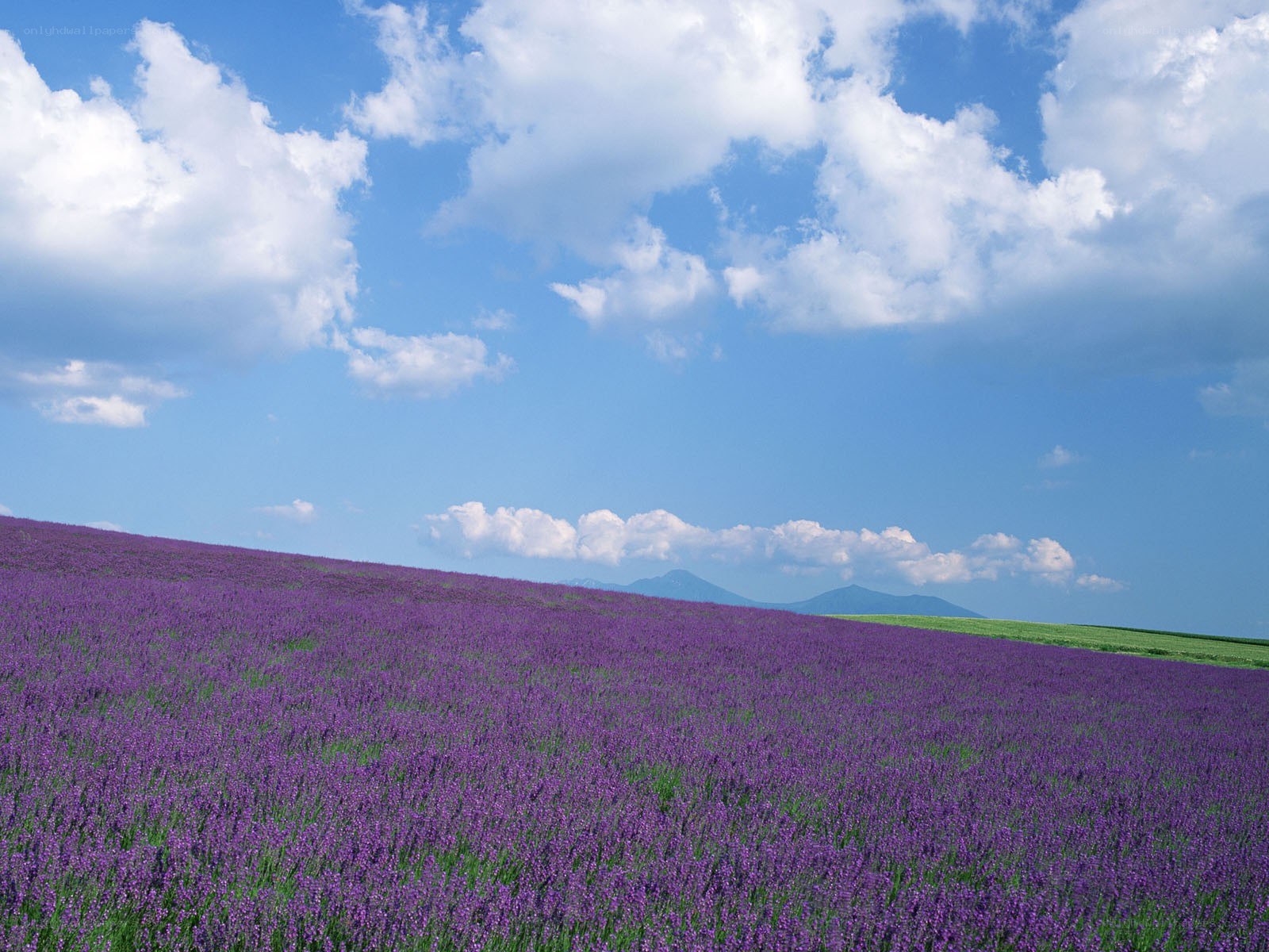 Purple lavender field under blue sky