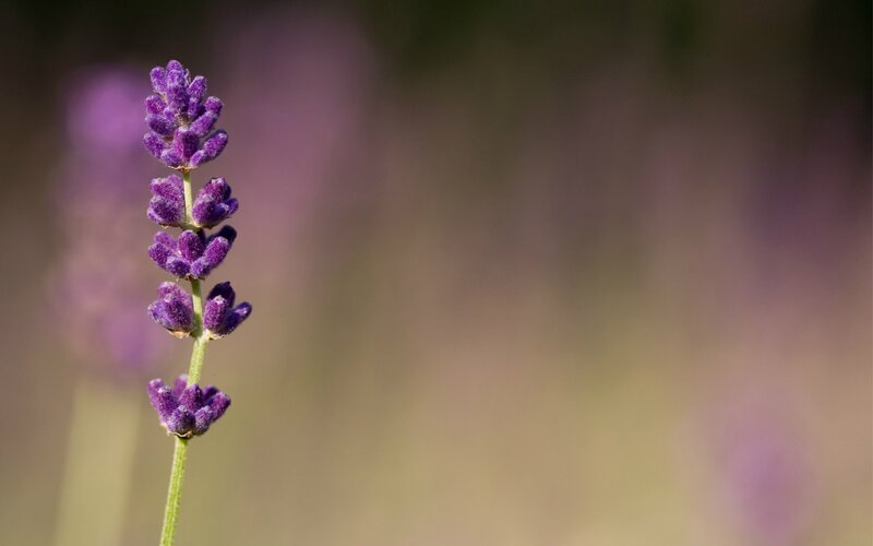purple lavender flower