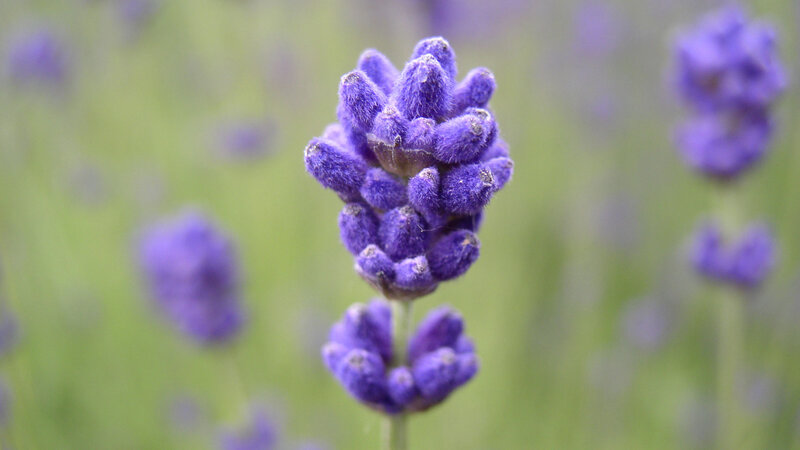 purple lavender flower close-up