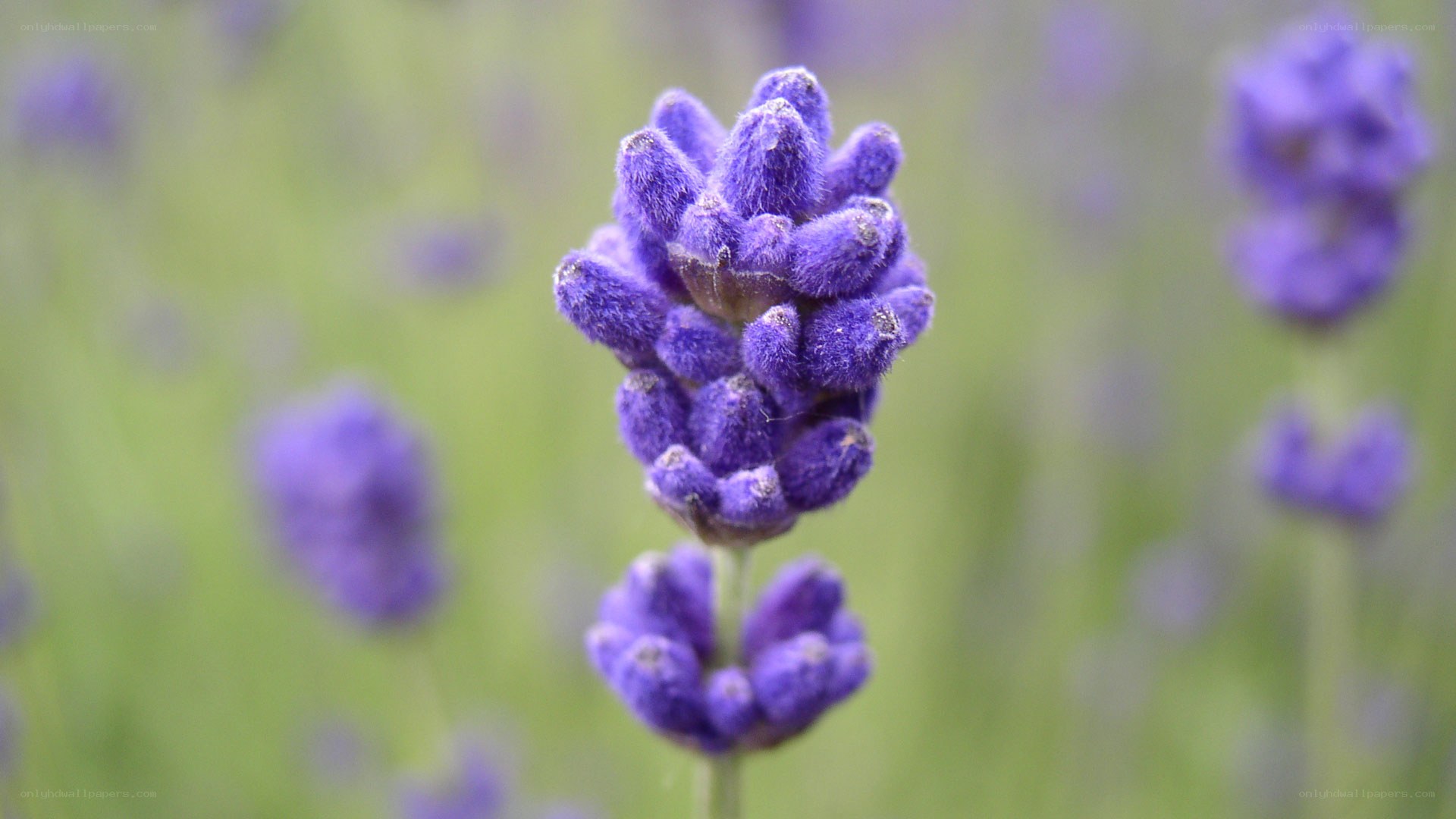 purple lavender flower close-up