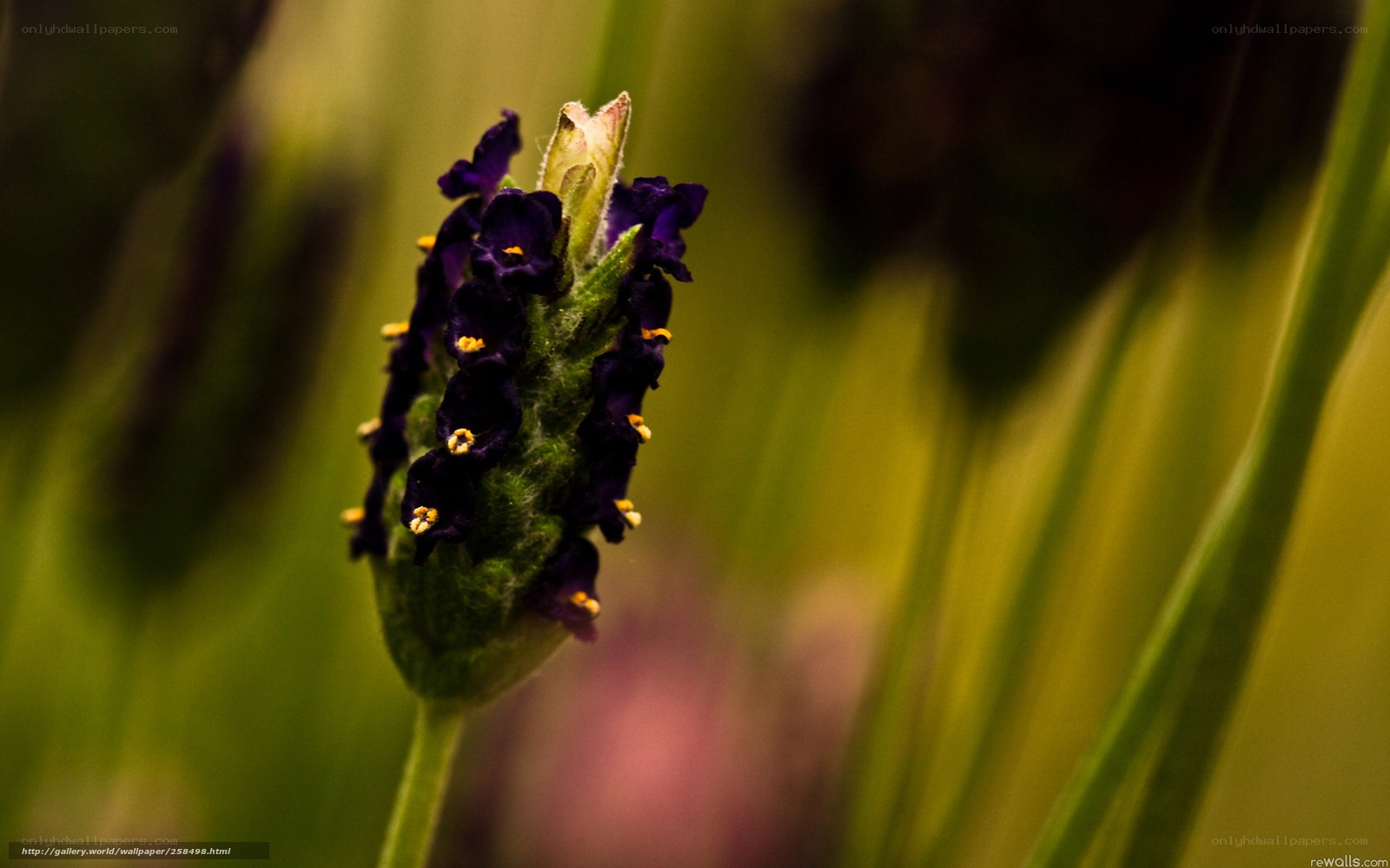 purple lavender flower close-up