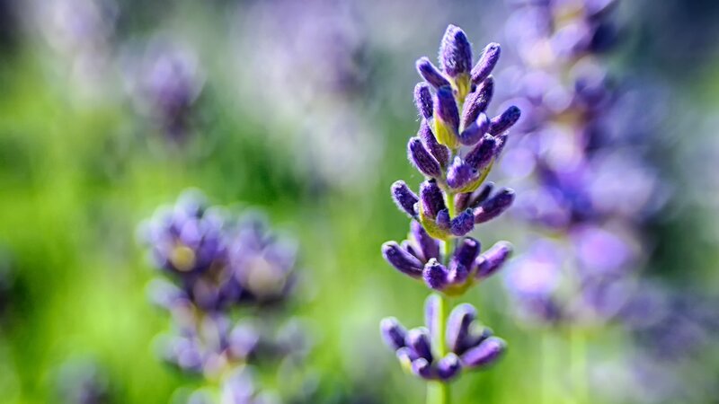 Purple Lavender Flower — Serene