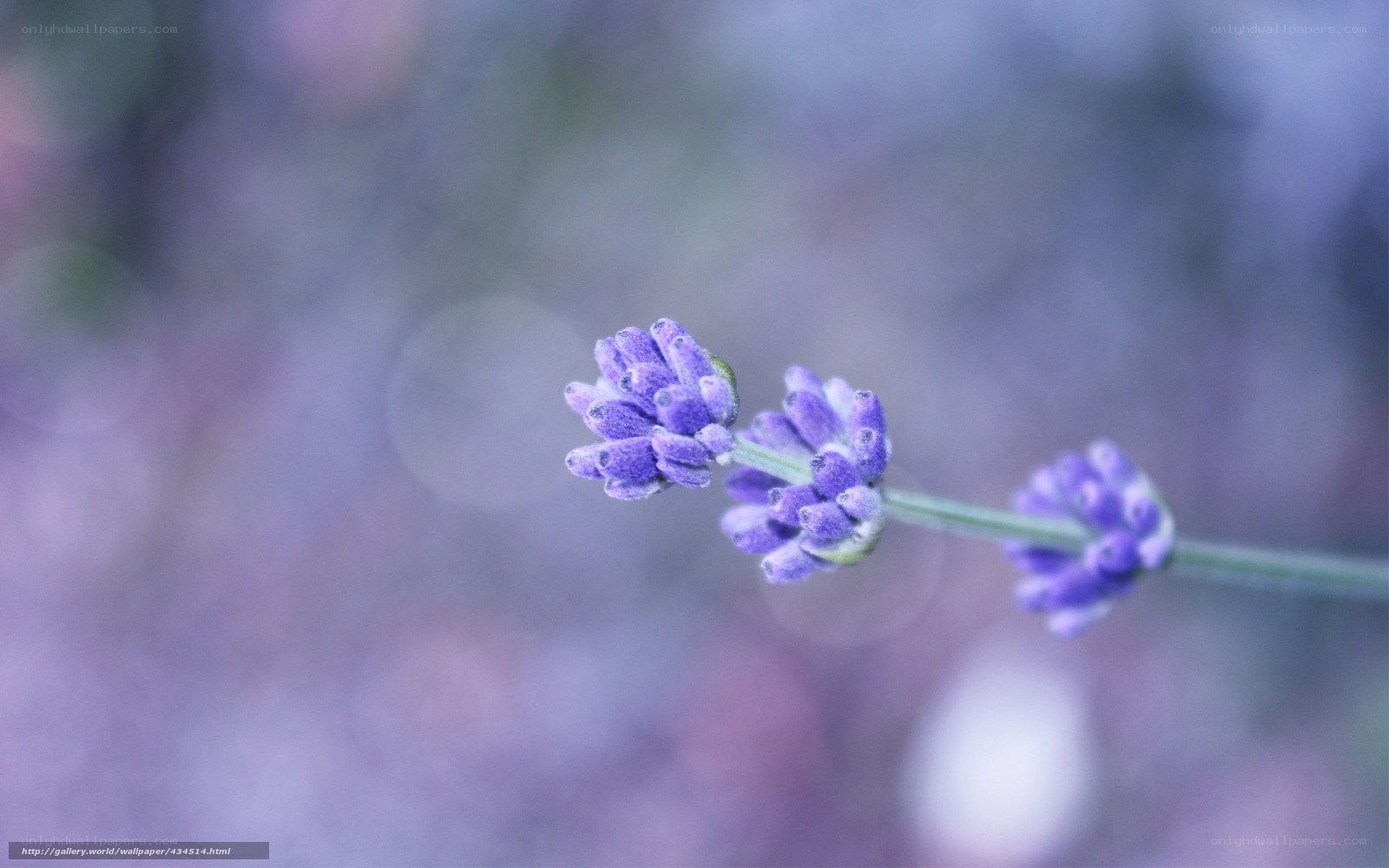purple lavender flower