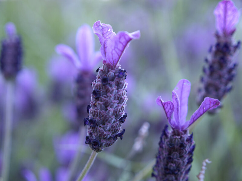 purple lavender flowers