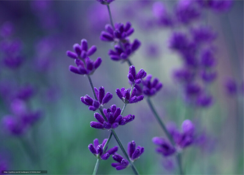 purple lavender flowers