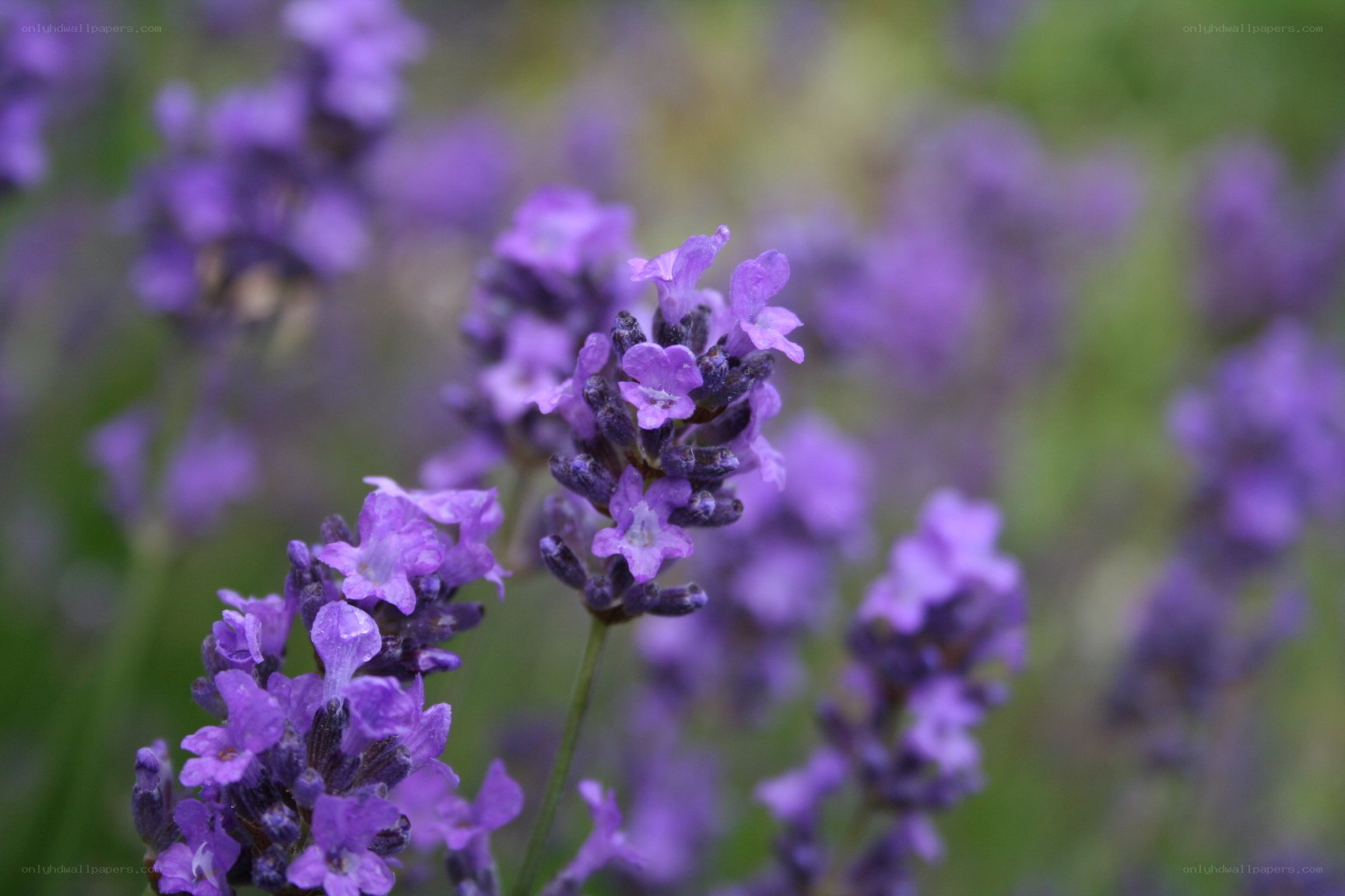purple lavender flowers