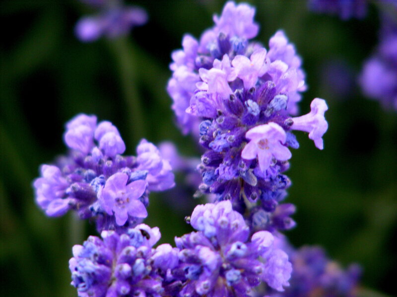 purple lavender flowers