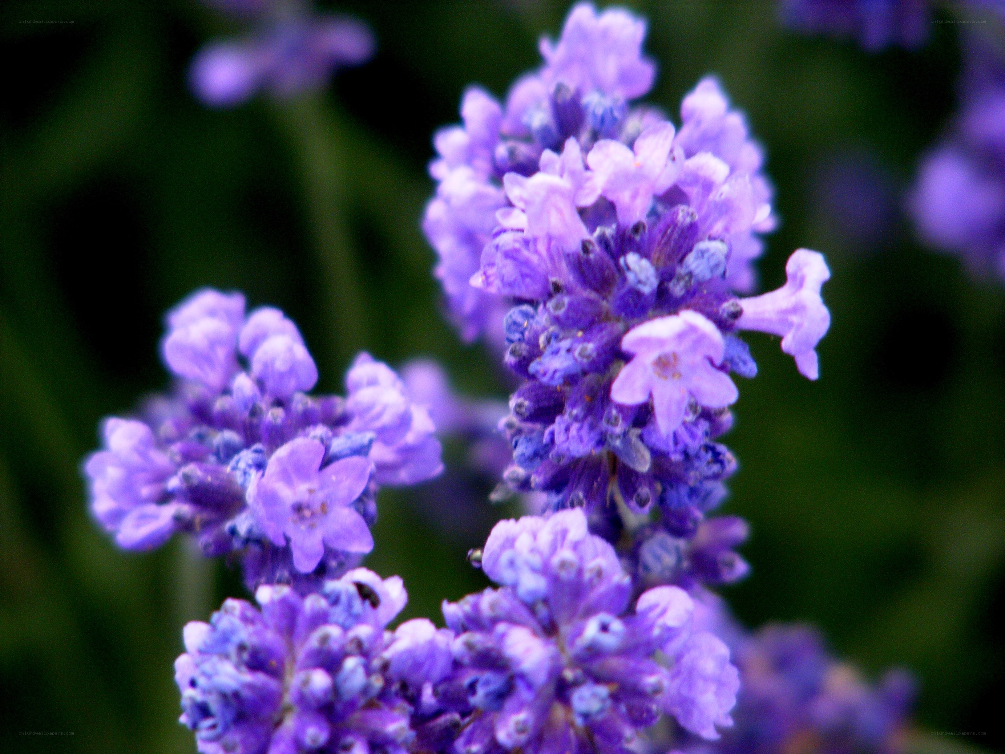 purple lavender flowers