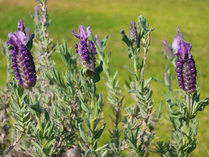 Purple Lavender Flowers — Calm, Afternoon