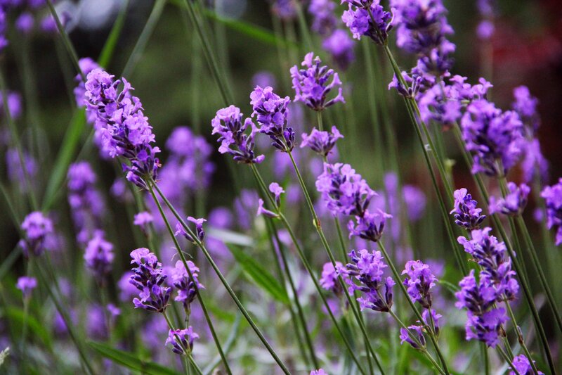 Purple Lavender Flowers — Calm, Photograph, Stems