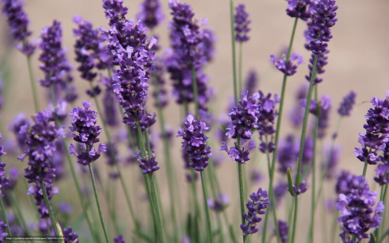 Purple Lavender Flowers — Calm, Summer, Photograph