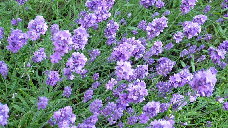 Purple Lavender Flowers — Calm, Summer