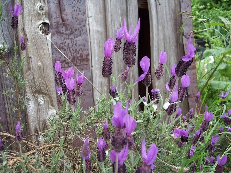 Purple Lavender Flowers — Calm