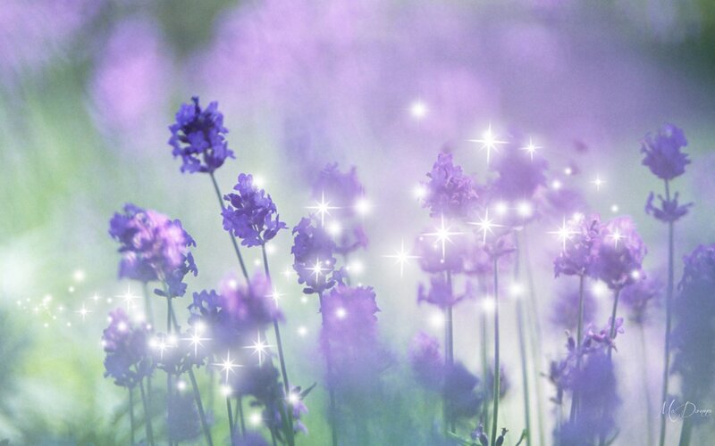 Purple Lavender Flowers — Dreamy