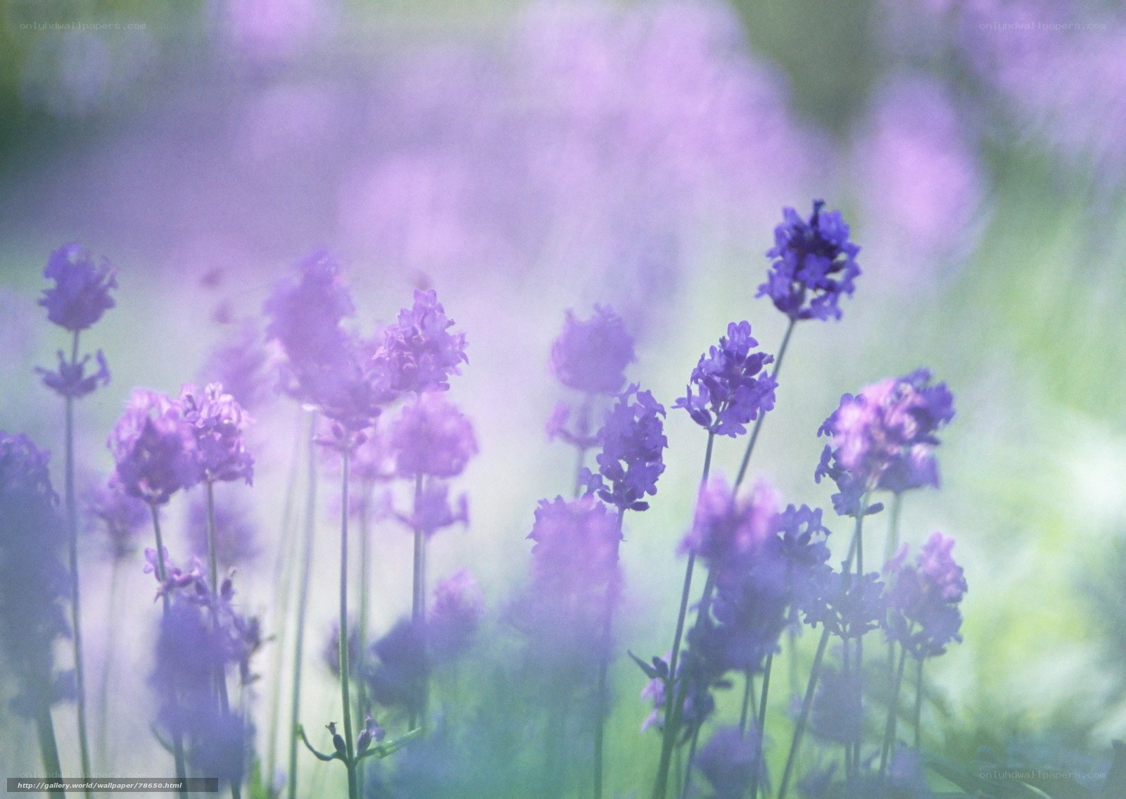 Purple lavender flowers in a field