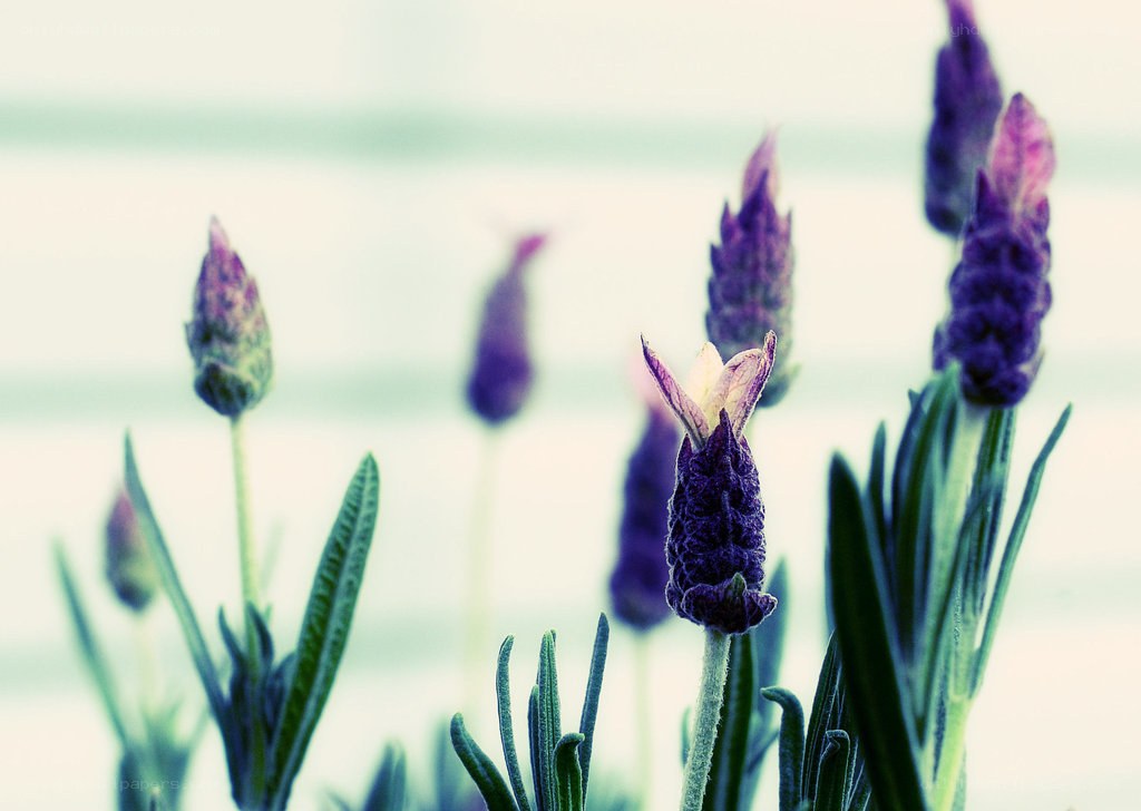 Purple lavender flowers in bloom