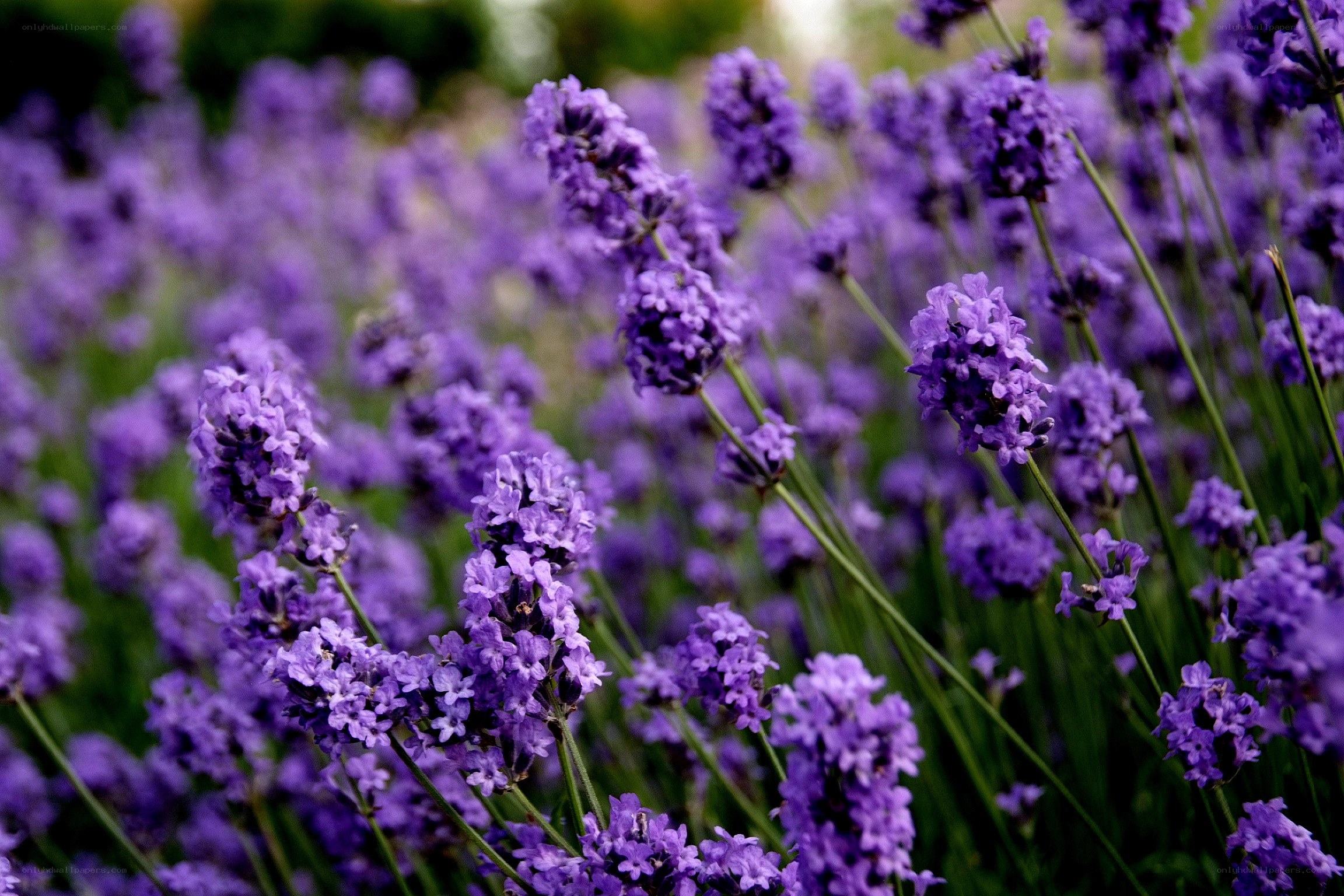 purple lavender flowers in bloom