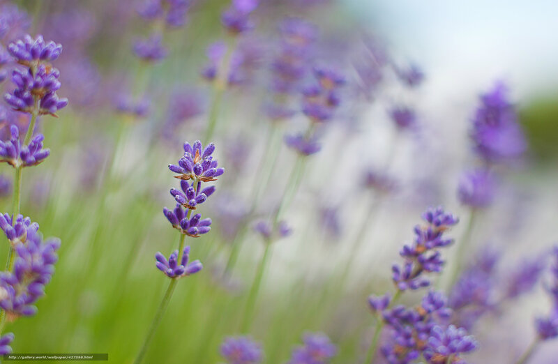 Purple lavender flowers in bloom