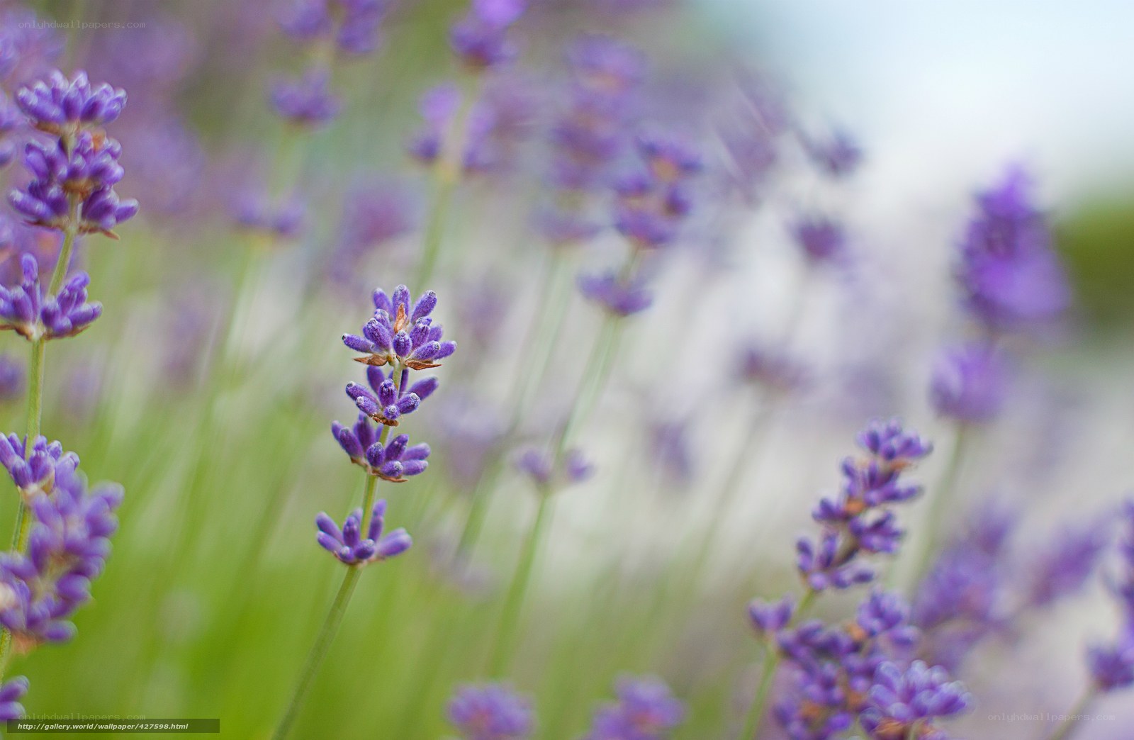 Purple lavender flowers in bloom