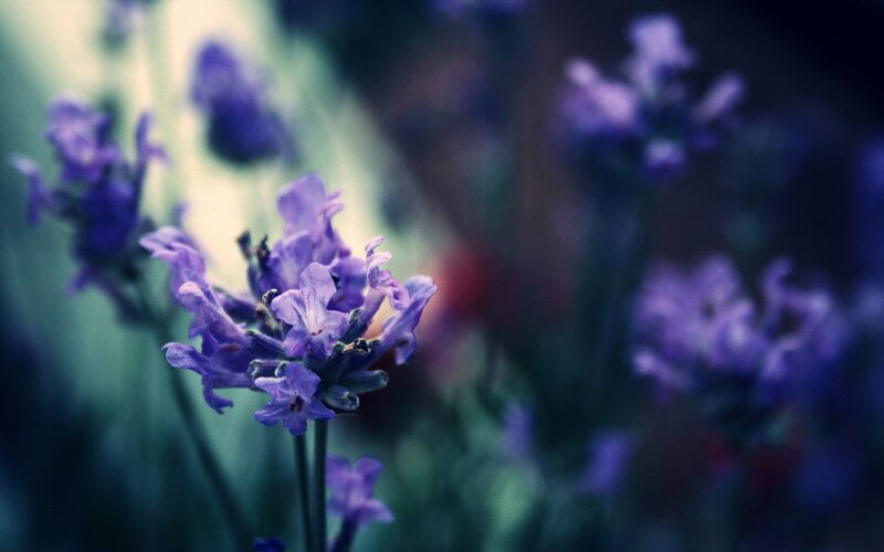 purple lavender flowers in bloom