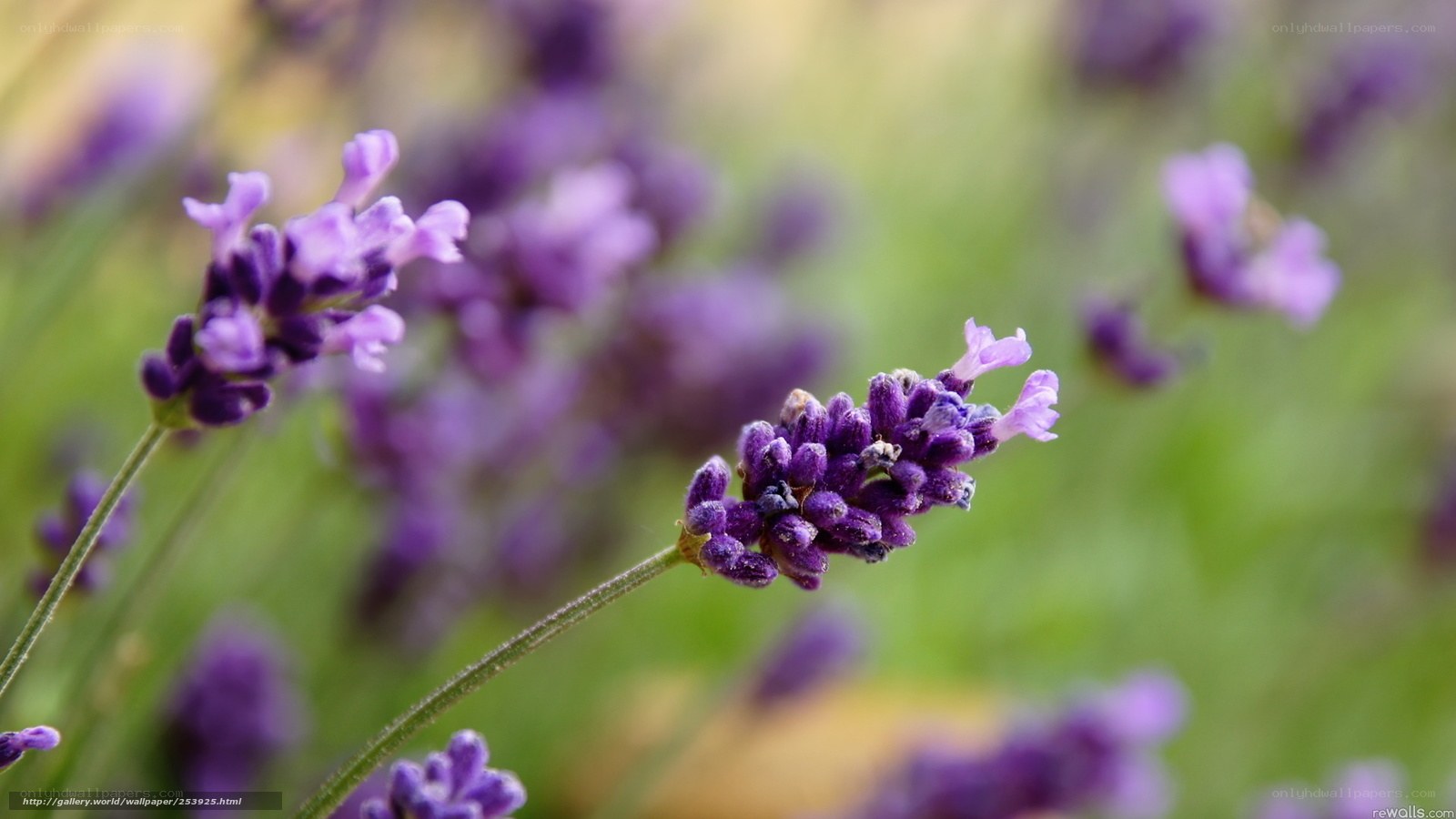 Purple lavender flowers in bloom