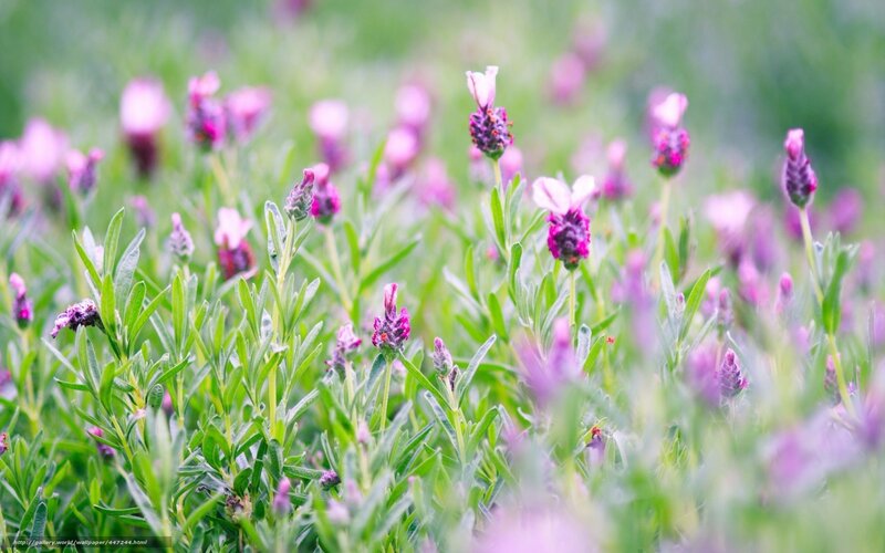 purple lavender flowers in field