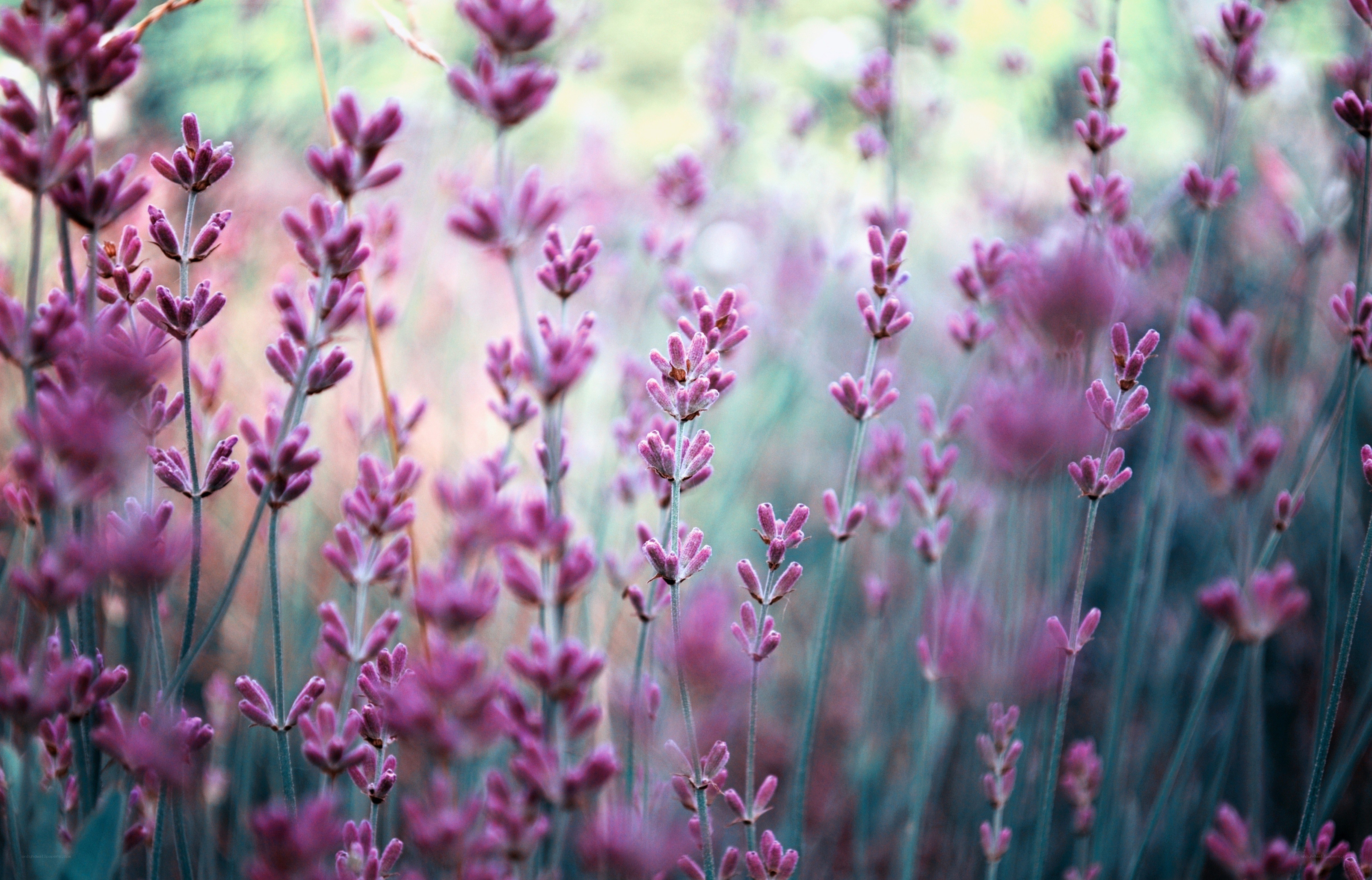 purple lavender flowers in field