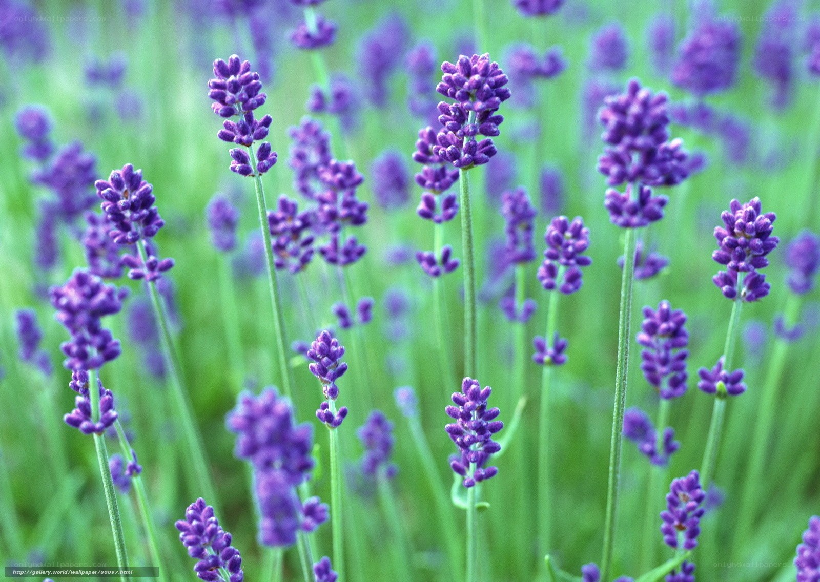 purple lavender flowers in field
