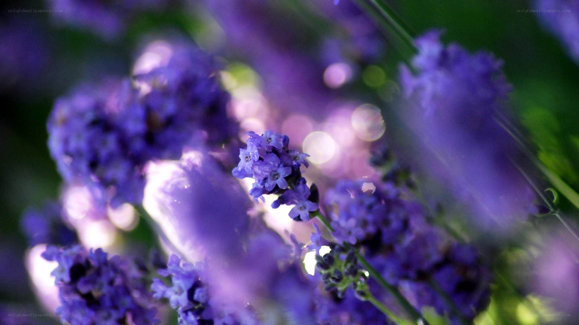 purple lavender flowers in focus