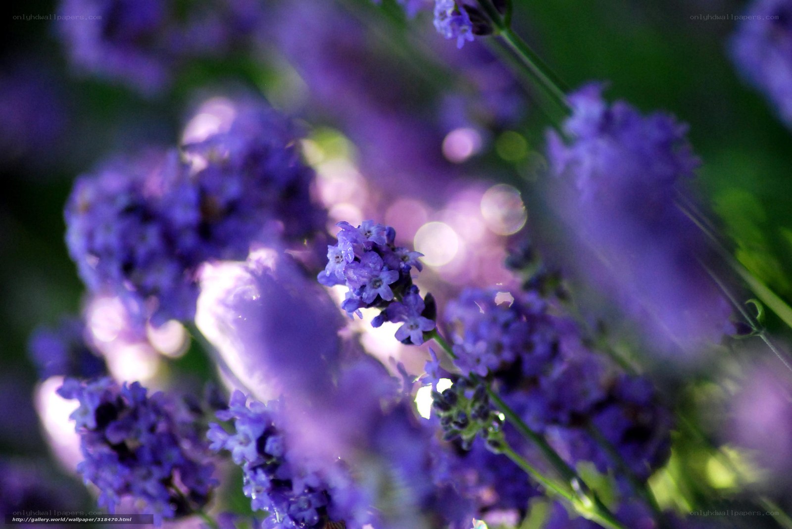 Purple lavender flowers in focus