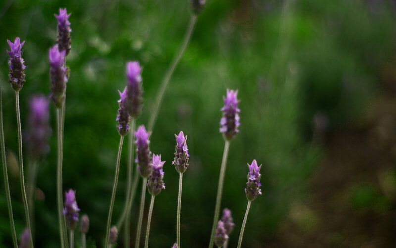purple lavender flowers in garden