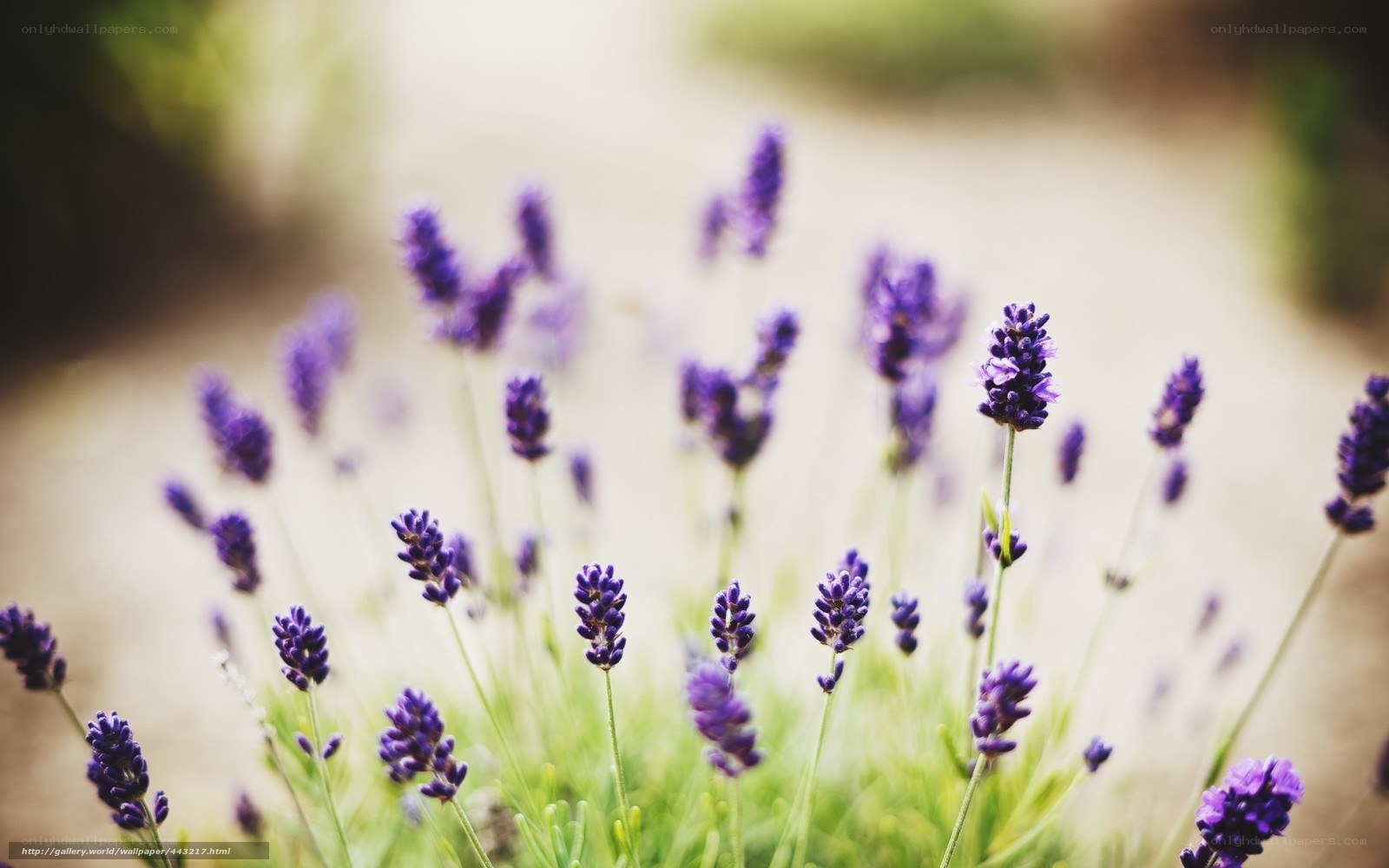 purple lavender flowers in garden