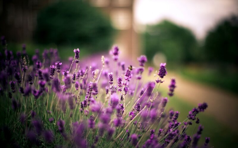 Purple Lavender Flowers — Serene, Afternoon, Photograph, Bee