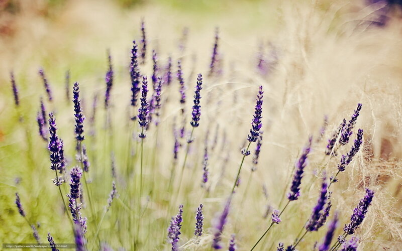 Purple Lavender Flowers — Serene, Afternoon, Photograph, Grass, Field
